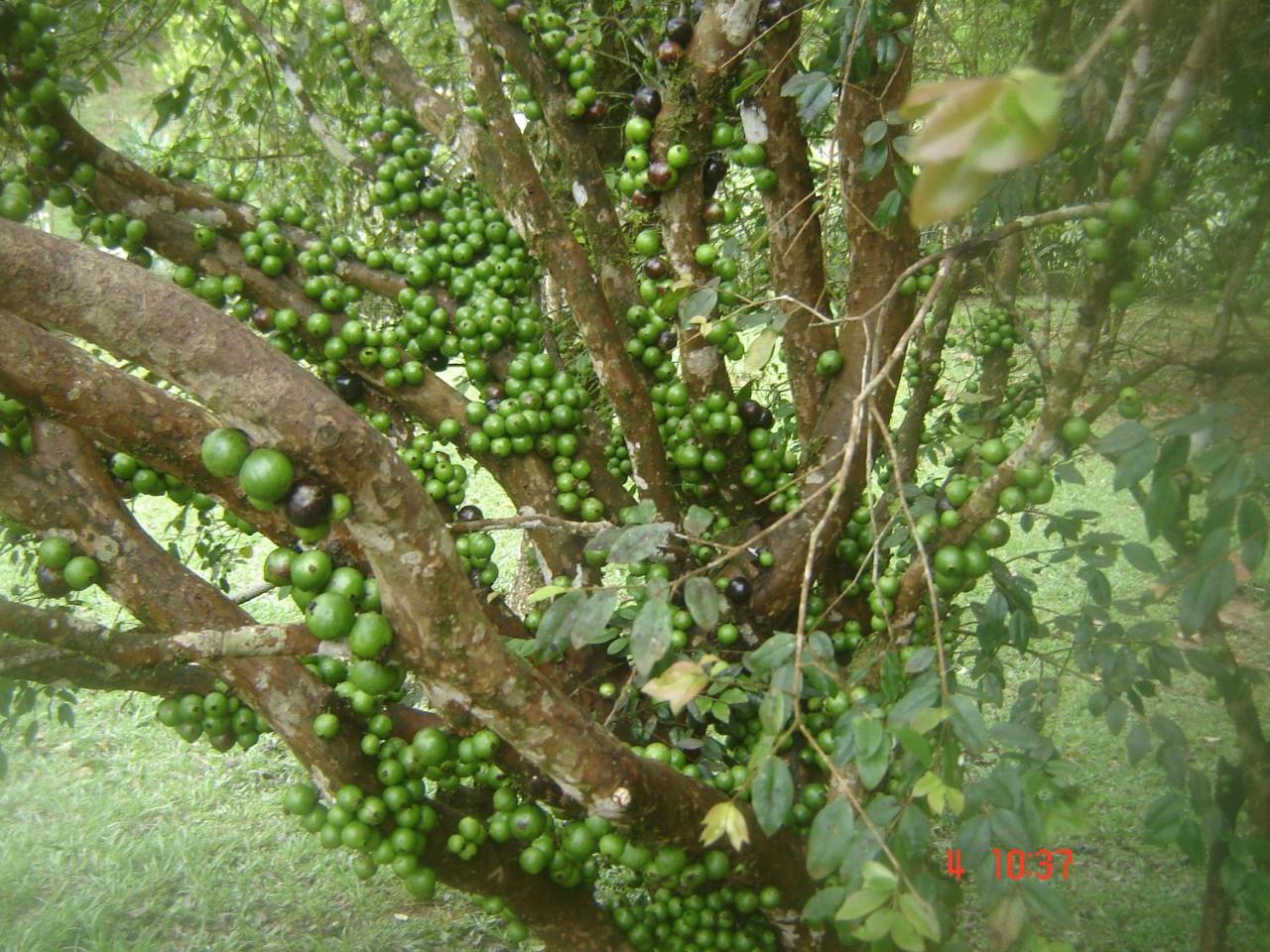 Pousada Recanto Dos Pinheiros Pilar do Sul Экстерьер фото